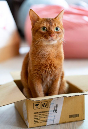 orange cat sitting in a little box