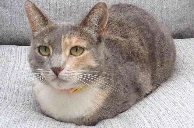 Calico cat in a loaf position