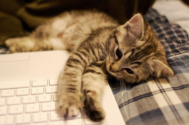 Kitten half laying on laptop with paws on the keys