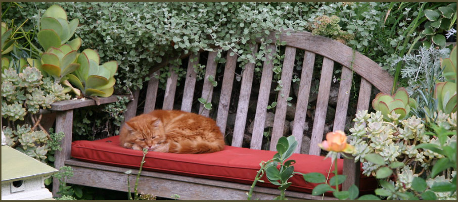 Orange cat sleeping on a bench in a garden