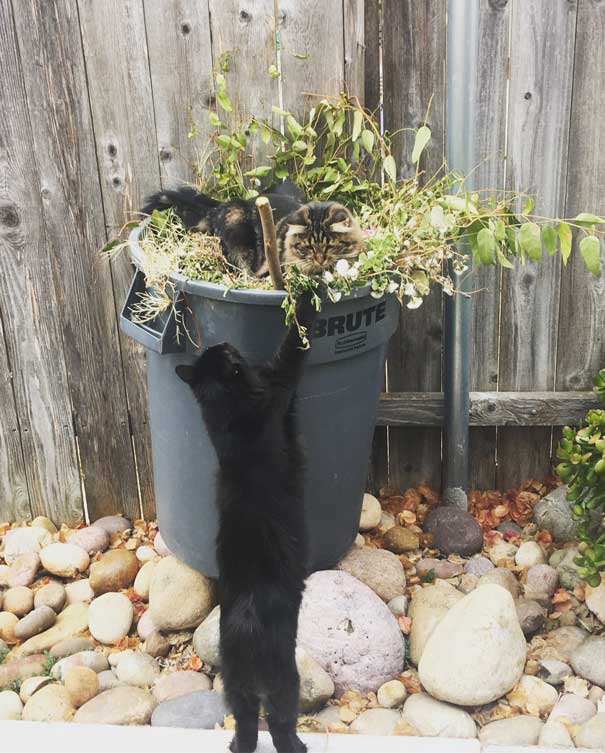 cat sitting on a garbage can full of yard debris and another cat is trying to get on top too