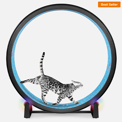 Cat on a large exercise wheel