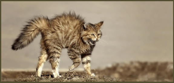 scared cat