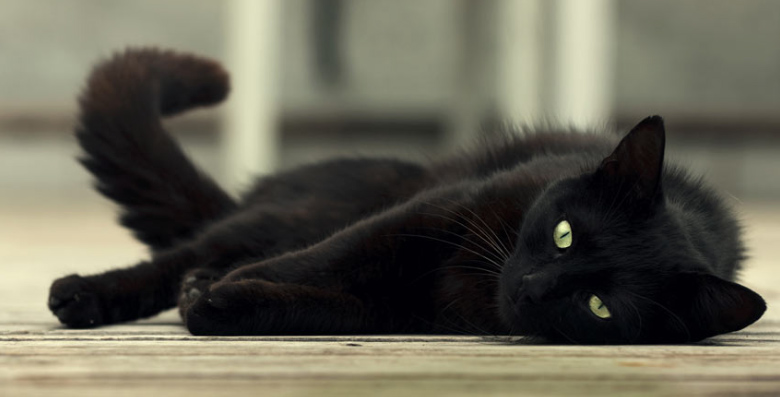 Black cat laying on it's side flicking tail