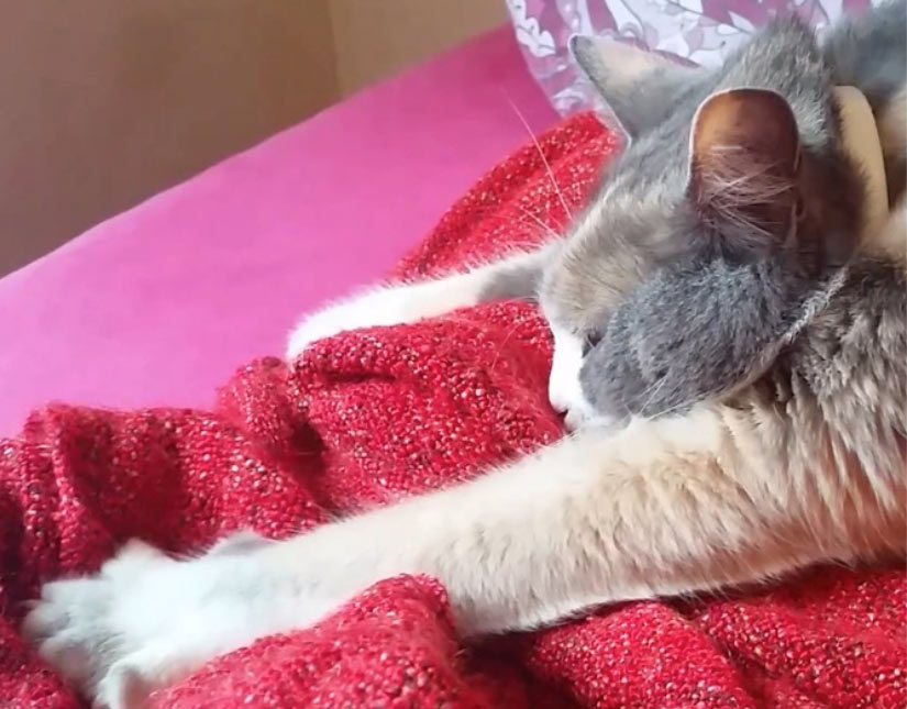 Cat kneading a soft, red blanket