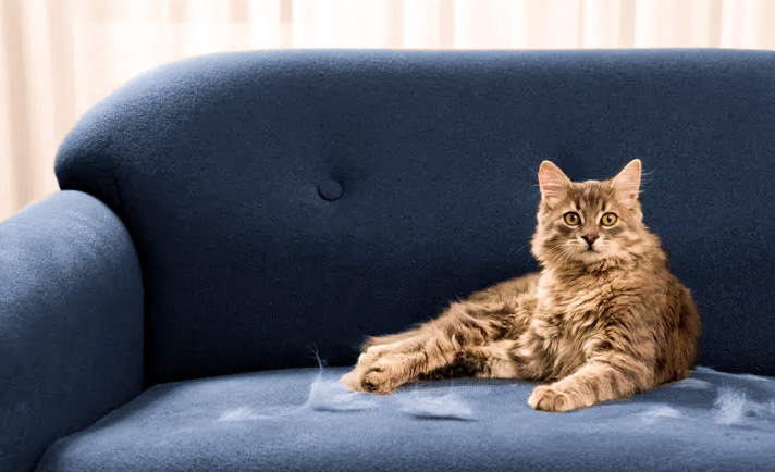 Cat on a blue sofa with clumps of fur on it.