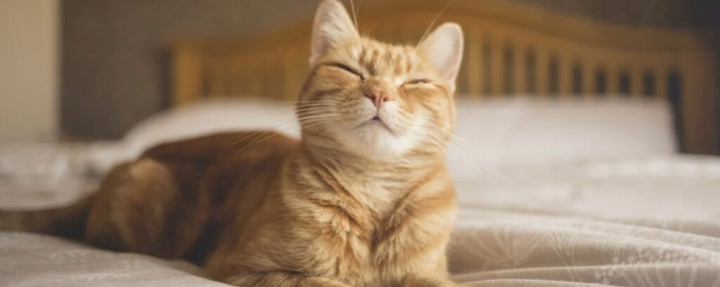 Orange cat laying on bed with slow blinking eyes